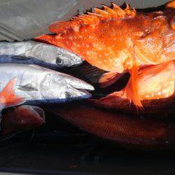遊漁船 新鋭丸 釣果