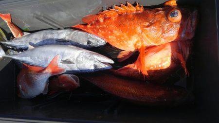 遊漁船 新鋭丸 釣果