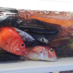 遊漁船 新鋭丸 釣果