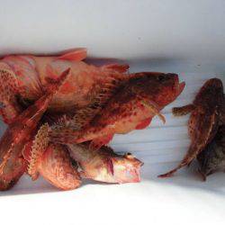 大進丸(新潟) 釣果