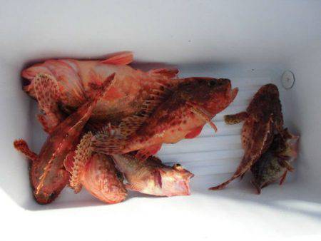 大進丸(新潟) 釣果