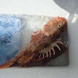 大進丸(新潟) 釣果