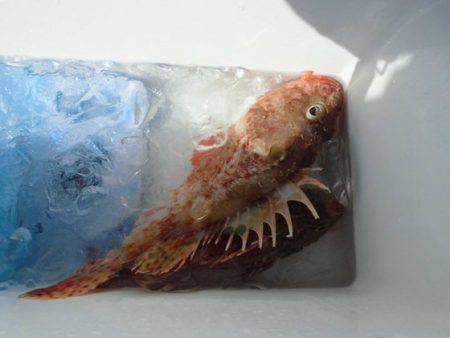 大進丸(新潟) 釣果