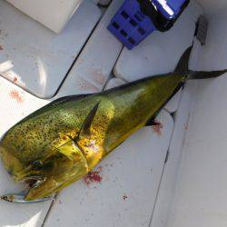 BlueNote Fishing Taxi 釣果