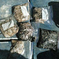 フィッシングガイド りょう 釣果