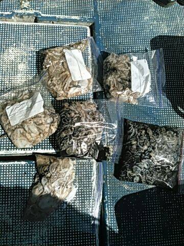 フィッシングガイド りょう 釣果