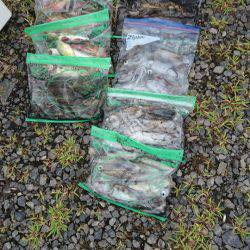 あみや渡船 釣果