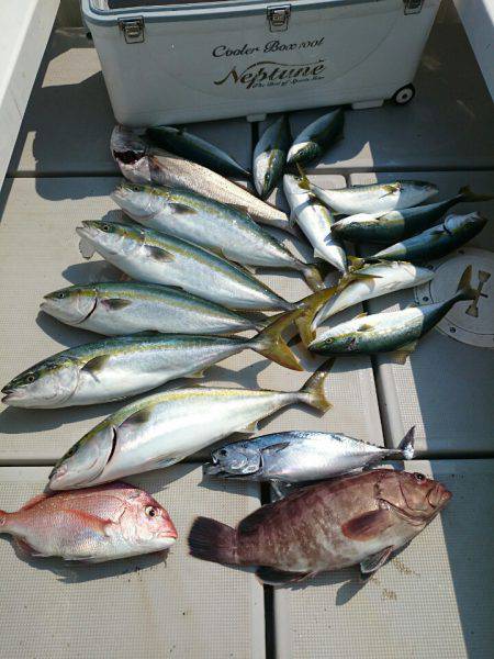 エンペラー 釣果