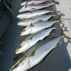 エンペラー 釣果