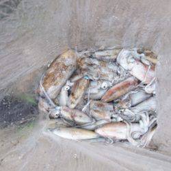 あみや渡船 釣果