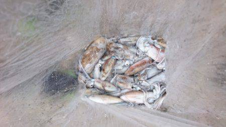 あみや渡船 釣果