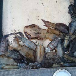 FISHING RISKY 釣果