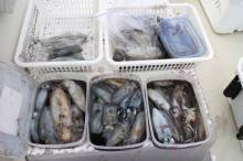 KIM Fishing Guide Ser…