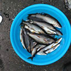 狩野川(狩野川漁業協同組合) 釣果