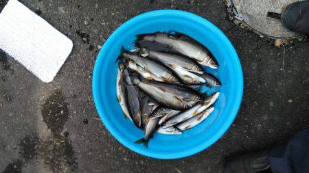 狩野川(狩野川漁業協同組合) 釣果