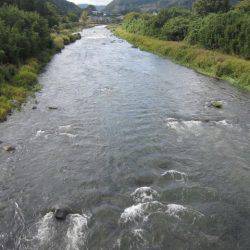 狩野川(狩野川漁業協同組合) 釣果