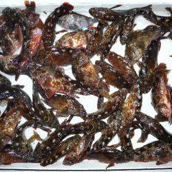 TOPGUN名古屋 釣果