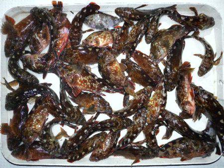 TOPGUN名古屋 釣果