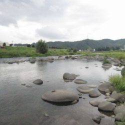 狩野川(狩野川漁業協同組合) 釣果