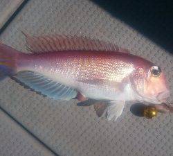 IDATEN（イダテン） 釣果