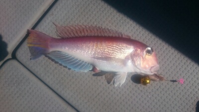 IDATEN（イダテン） 釣果