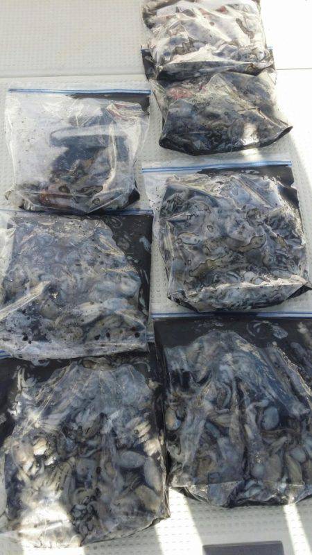 オーフリー 釣果