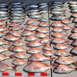 来温丸(らいおんまる) 釣果