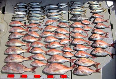 来温丸（らいおんまる） 釣果