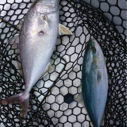 マタウマリンサービス 釣果