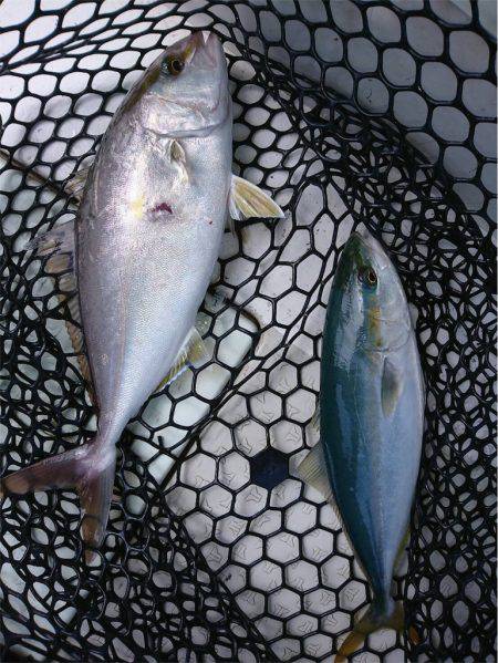 マタウマリンサービス 釣果