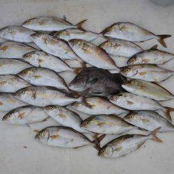 ルアー船マヒマヒ 釣果