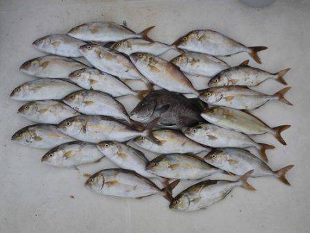 ルアー船マヒマヒ 釣果