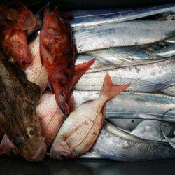 オーフリー 釣果