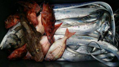 オーフリー 釣果