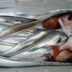 オーフリー 釣果