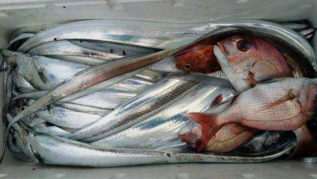 オーフリー 釣果