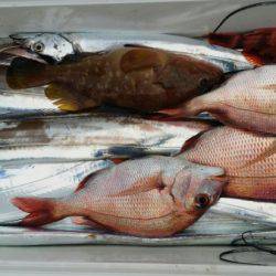 オーフリー 釣果