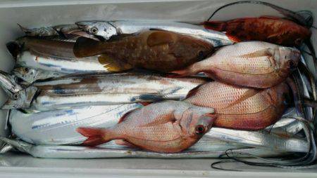 オーフリー 釣果