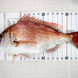 フルコンタクト 釣果