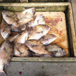 海釣り公園みかた 釣果