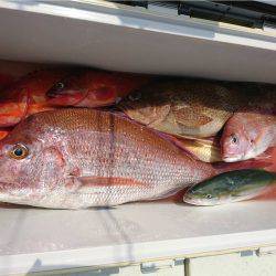 マタウマリンサービス 釣果