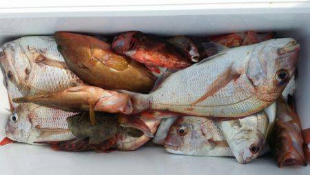 オーフリー 釣果