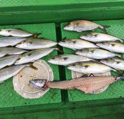 利弥丸（としやまる） 釣果