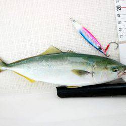 フルコンタクト 釣果