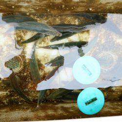 フルコンタクト 釣果