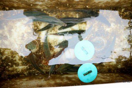 フルコンタクト 釣果