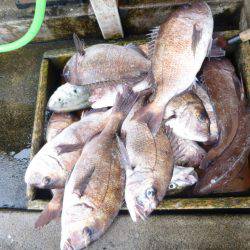 海釣り公園みかた 釣果