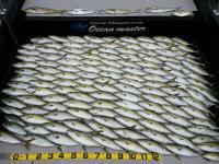 オーシャンマスター 釣果