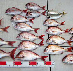 来温丸(らいおんまる) 釣果