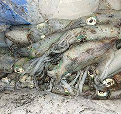 松本釣船2 釣果